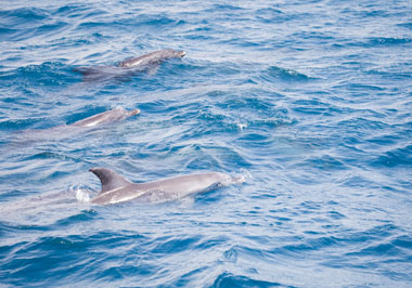 Turismo nel Santuario dei Cetacei